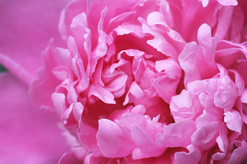 花の写真